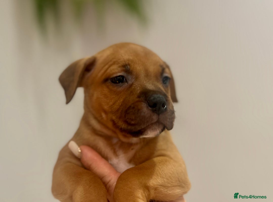Staffordshire Bull Terrier dogs for sale: Red Staffordshire bull terrier puppies ❤️🐾 - Image 12