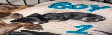 Miniature Dachshund 1 