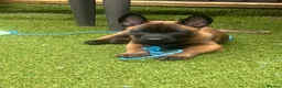 Belgian Shepherd Dog dogs for sale: Stunning litter of Belgian Malinois puppies  in Weymouth - Advert 17