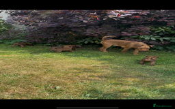 Irish Terrier dogs for sale: Irish terrier puppies  - Image 2