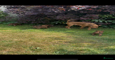 Irish Terrier dogs - Advert 8