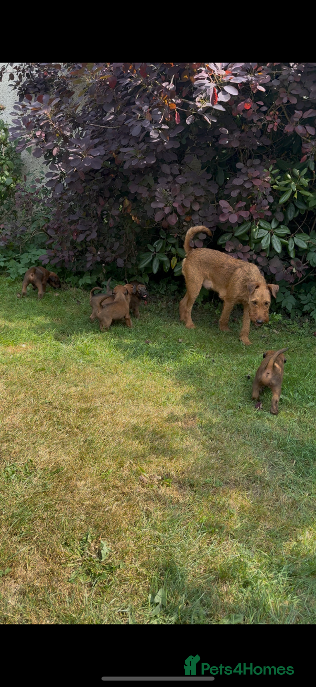 Irish Terrier dogs for sale: Irish terrier puppies  - Image 2