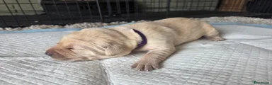 Labrador Retriever 7