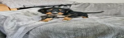 Cocker Spaniel dogs for sale: 3 beautiful cocker spaniel puppies  - Advert 14
