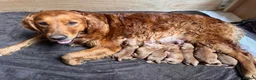 Golden Retriever dogs for sale: Dark Red Golden Retriever Pups in Burford - Advert 12