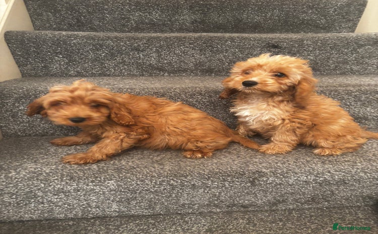 Cockapoo dogs - Advert 3