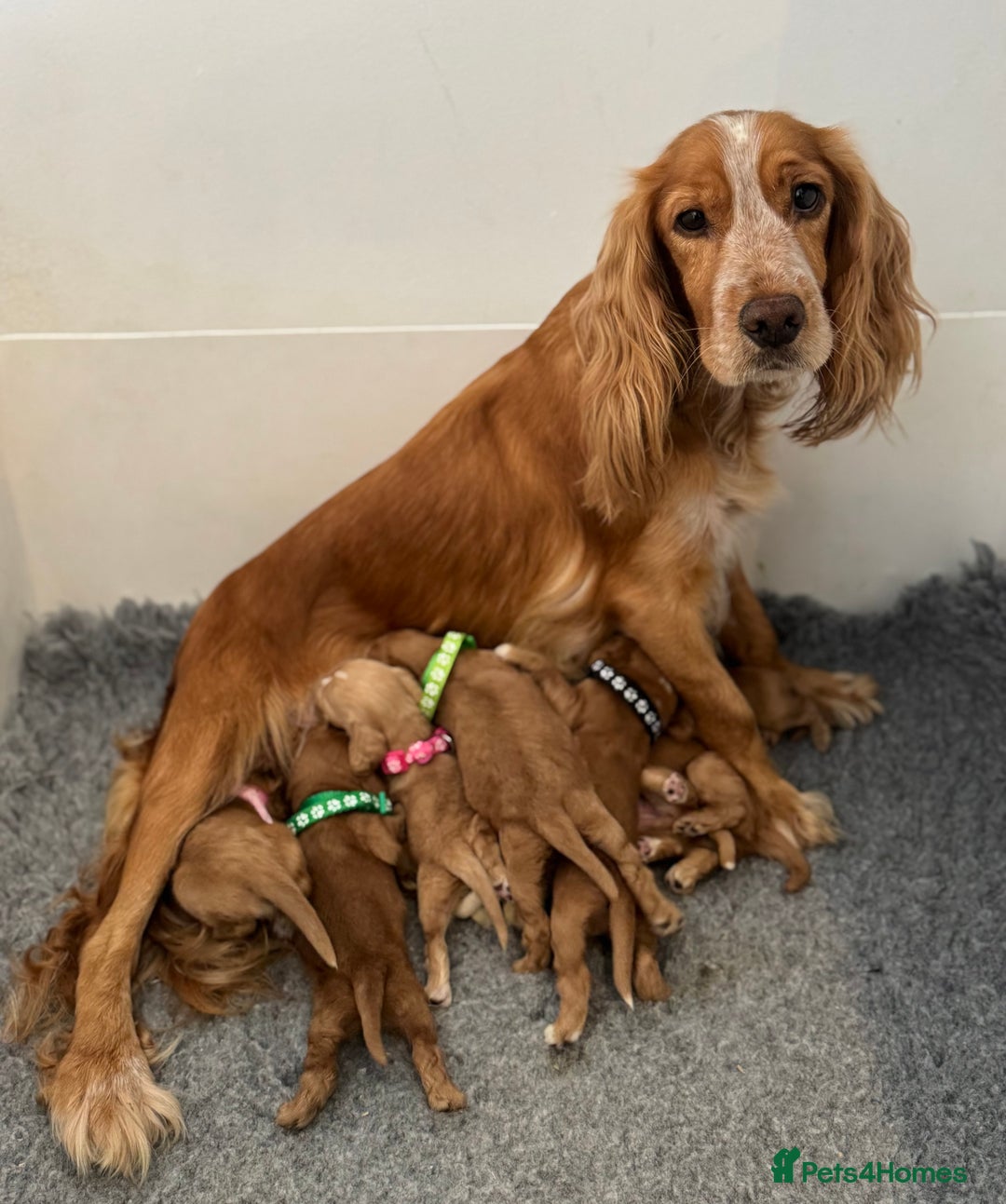Cocker Spaniel dogs for sale: 🐾 🌟 Exceptional Show Type Cocker Spaniels 🐾 🌟 - Image 7