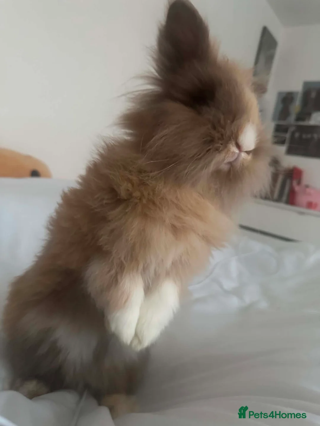 Lionhead rabbits for sale: Lionhead bunnies - Advert 2