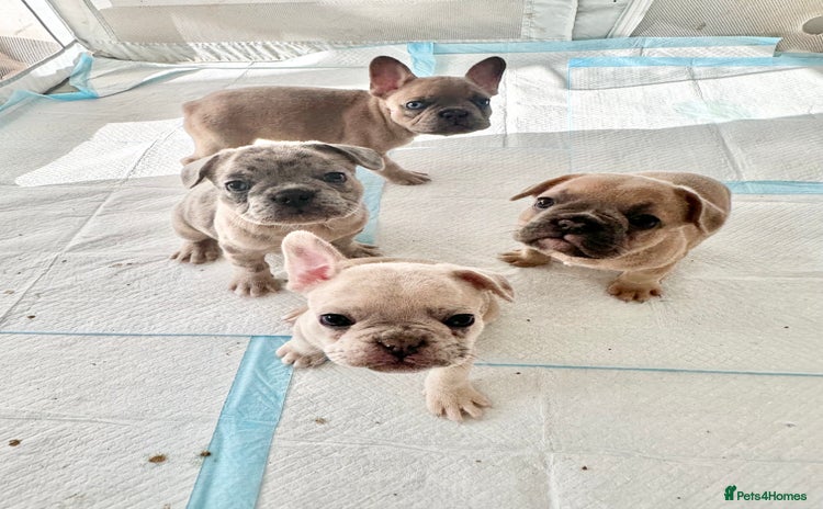 French Bulldog dogs - Advert 2