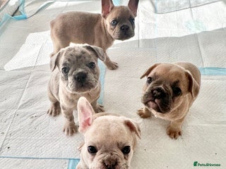 French Bulldog dogs - Advert 1