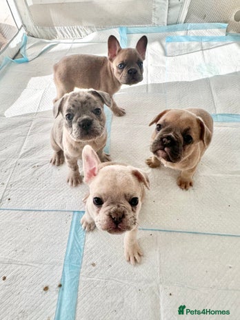 French Bulldog dogs - Advert 2