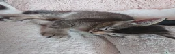 Mixed Breed cats for sale: Gorgeous Kittens  - Advert 7