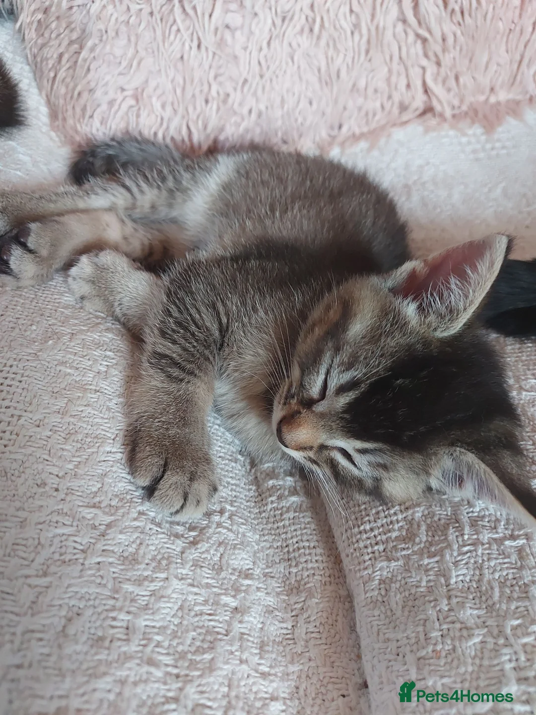 Mixed Breed cats for sale: Gorgeous Kittens  - Advert 7