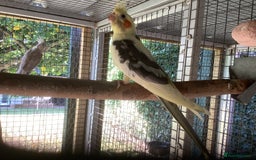 Cockatiels birds for sale: 2025  Cockatiels and Budgies - Image 3