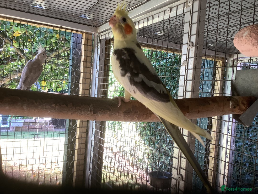 Cockatiels birds for sale: 2025  Cockatiels and Budgies - Image 3