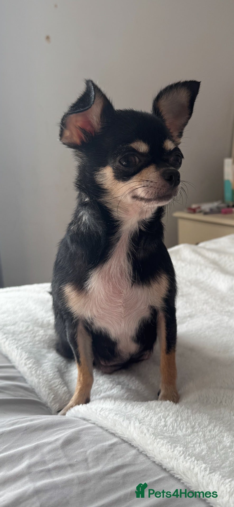 Chihuahua dogs Gorgeous white boy puppies  - Advert 11