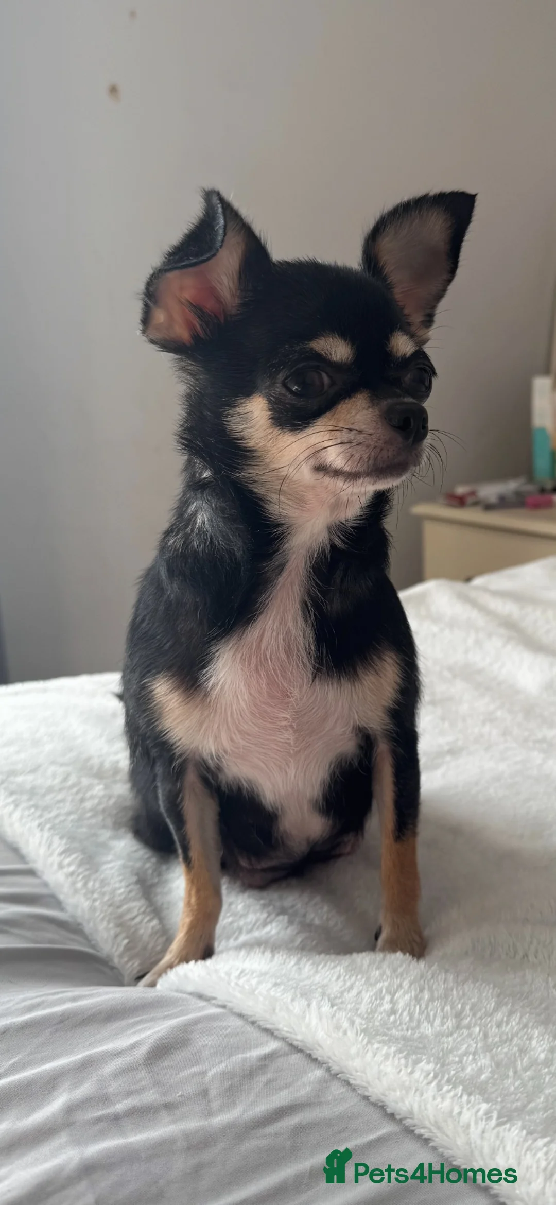 Chihuahua dogs for sale: Gorgeous white boy puppies  - Advert 1