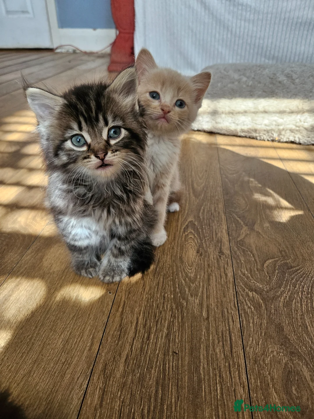 Mixed Breed cats for sale: Five playful kittens ready for their home - Advert 13