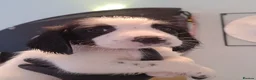 English Springer Spaniel dogs for sale: 8 Springer Spaniel Puppies 7 Weeks Black & White  - Advert 12