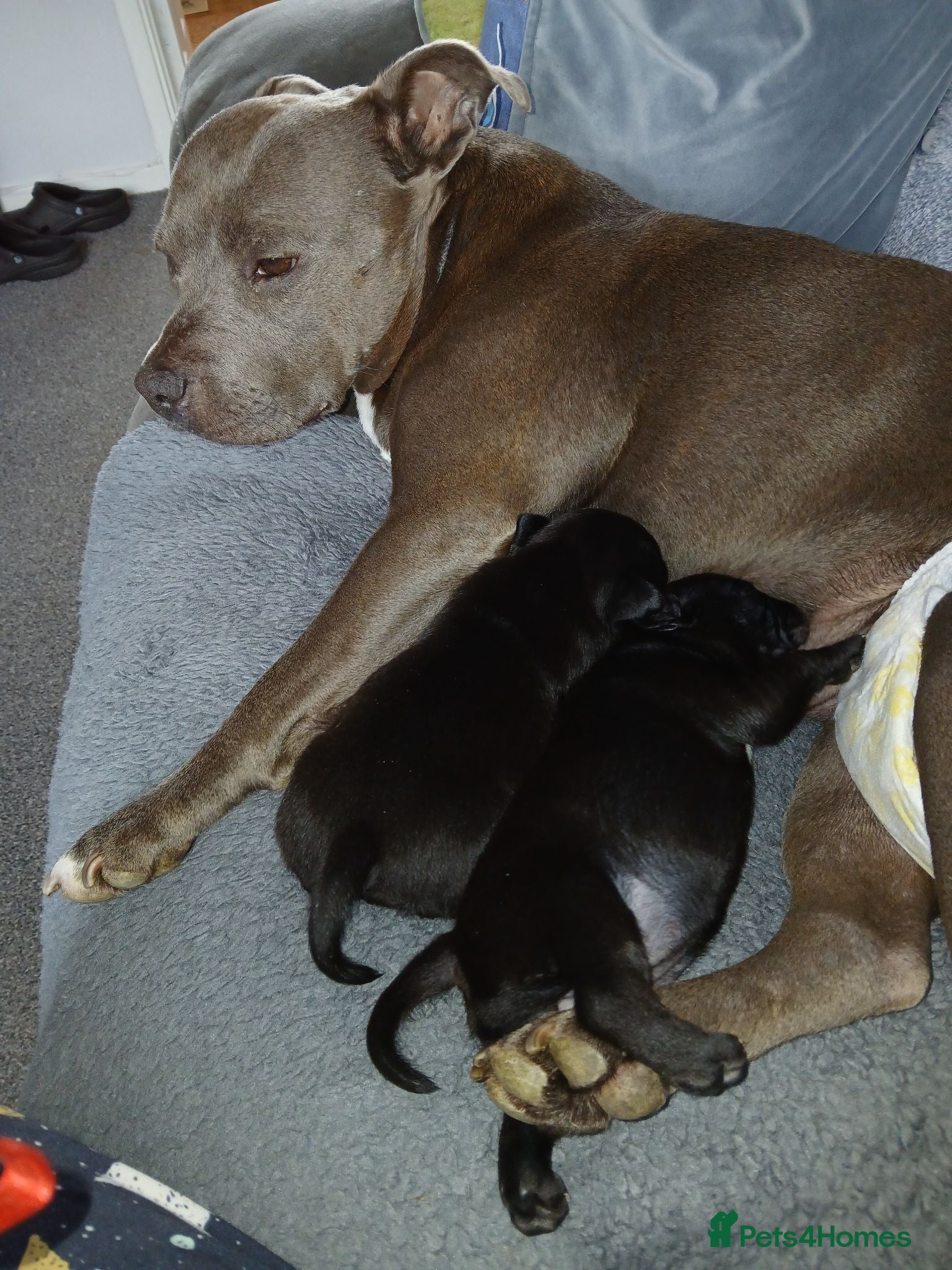 Staffordshire Bull Terrier dogs Stunning Staffy girl - Advert 2