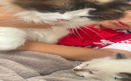 Ragdoll cats for sale: 4 gccf registered ragdolls  - Image 6
