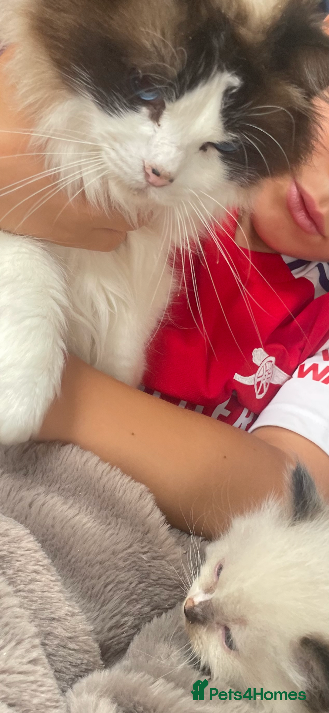 Ragdoll cats for sale: 4 gccf registered ragdolls  - Image 6