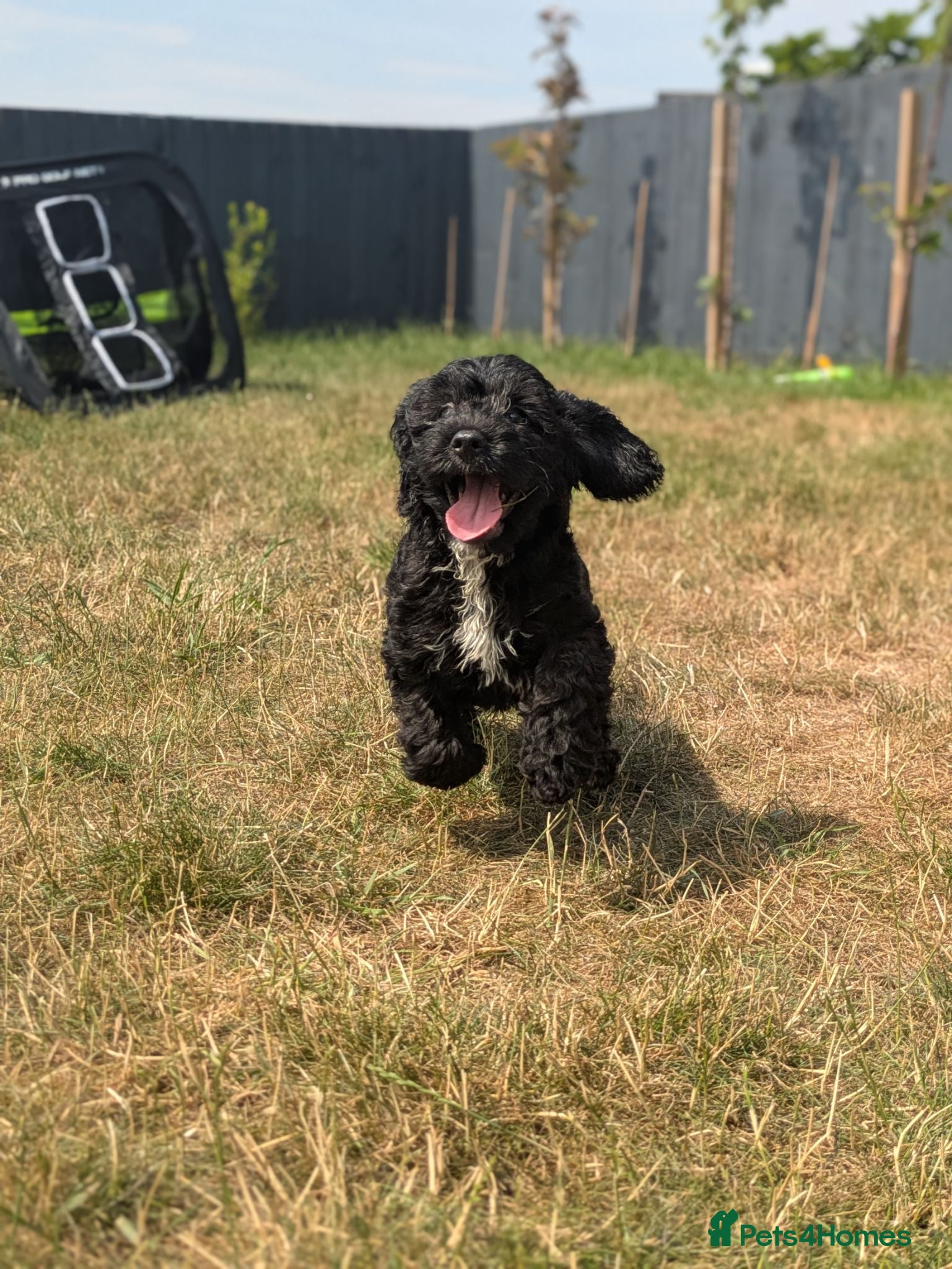 Cockapoo dogs 🖤 Teddy The F1 Miniature Cockapoo 🖤  - Advert 1