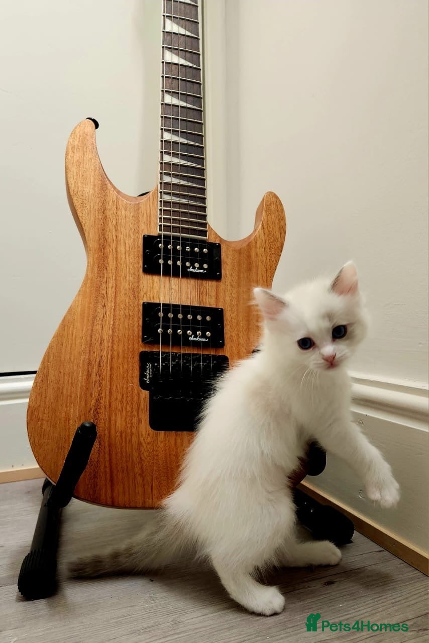 Ragdoll cats (URGENT BICOLOUR GIRL LEFT) Cuddly ragdoll kitten  - Advert 6