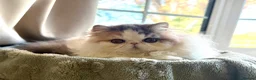 Exotic cats for sale: Outstanding Exotic Boy & Persian Girl - Advert 8