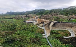 Saarloos Wolfdog dogs for stud: Czech wolfdog Name Cassius - Image 5