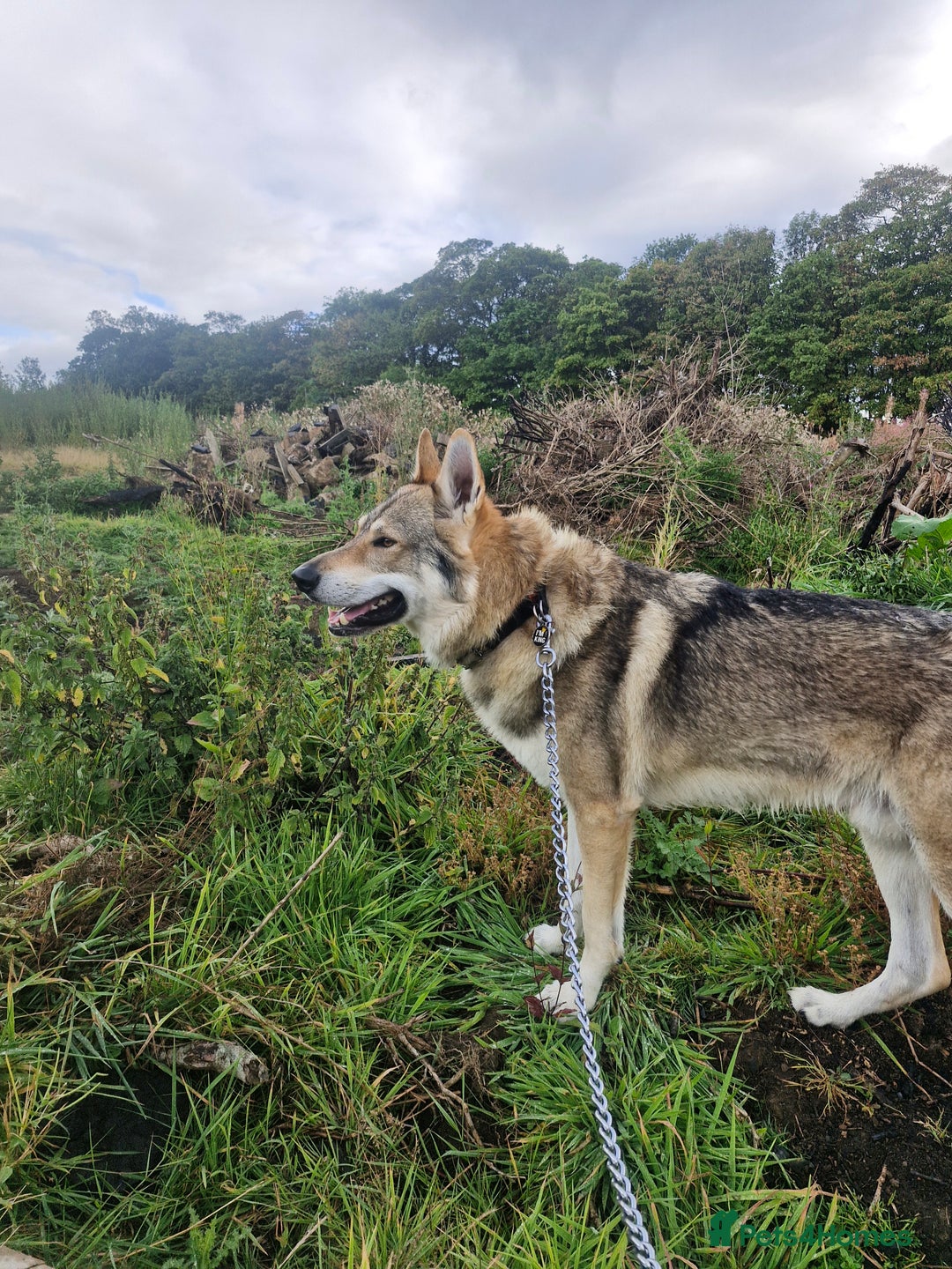 Saarloos Wolfdog dogs for stud: Czech wolfdog Name Cassius - Image 5