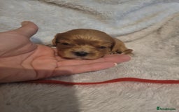 Cavalier King Charles Spaniel dogs for sale: Cavalier king charles pups - Image 16