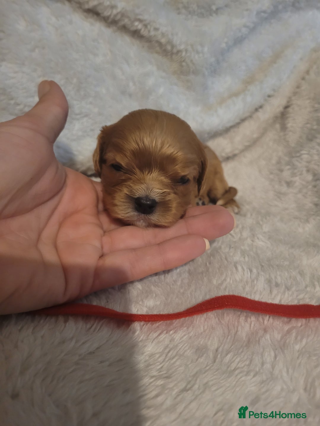 Cavalier King Charles Spaniel dogs for sale: Cavalier king charles pups - Image 16