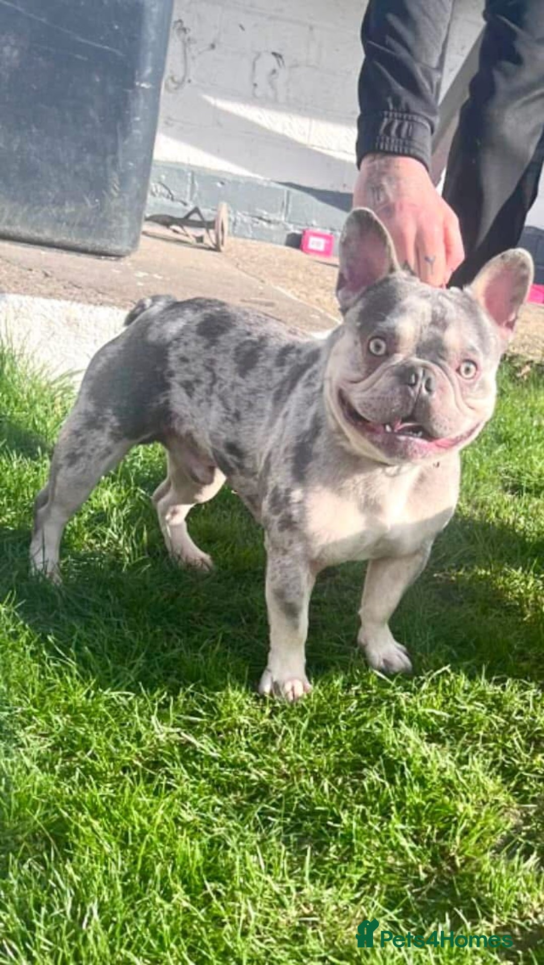 French Bulldog dogs for stud: Lilac and tan Merle new shade maker  - Advert 2