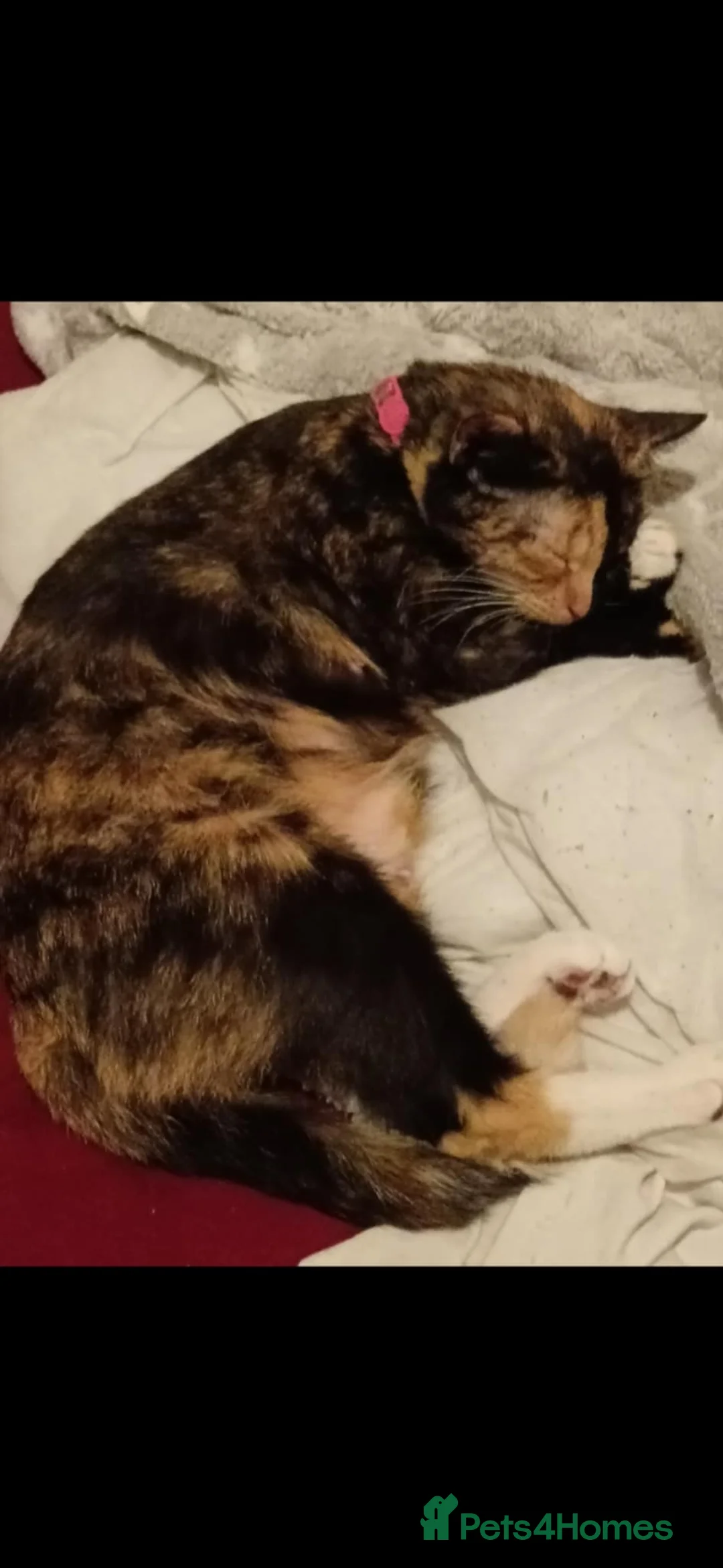 American Shorthair cats for sale: American shorhair kittens - Advert 7