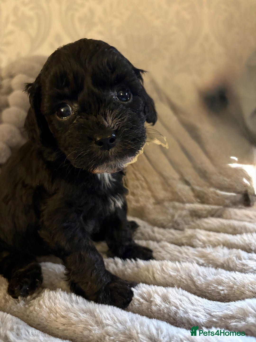 Shihpoo dogs for sale: Shihpoos for sale   - Advert 25