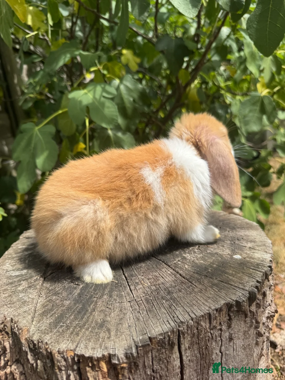 Mini Lop rabbits for sale: Gorgeous Friendly Mini Lop Bunny - Advert 2