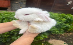 French Lop rabbits for sale: Pure French lop baby bunnies for sale  - Image 3