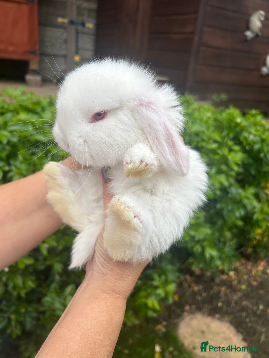 French Lop rabbits for sale: Pure French lop baby bunnies for sale  - Image 3