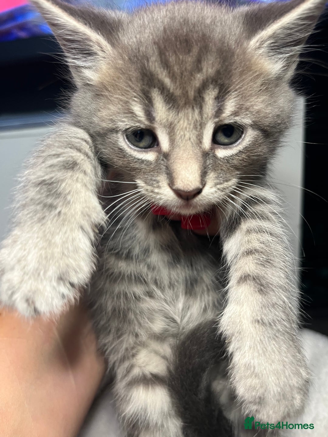 Maine Coon cats for sale: Stunning Half Maine coon kittens  - Image 24