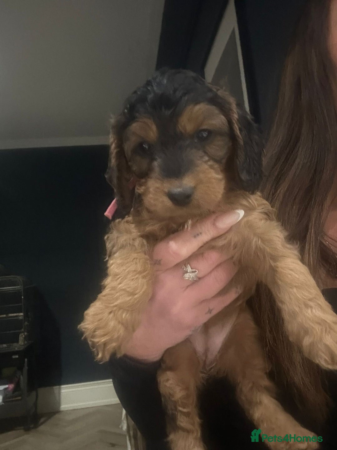 Cockapoo dogs for sale: Stunning F1 Cockerpoo Puppies  - Advert 22