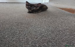 Domestic Shorthair cats for sale: Beautiful kittens ready for home - Image 7