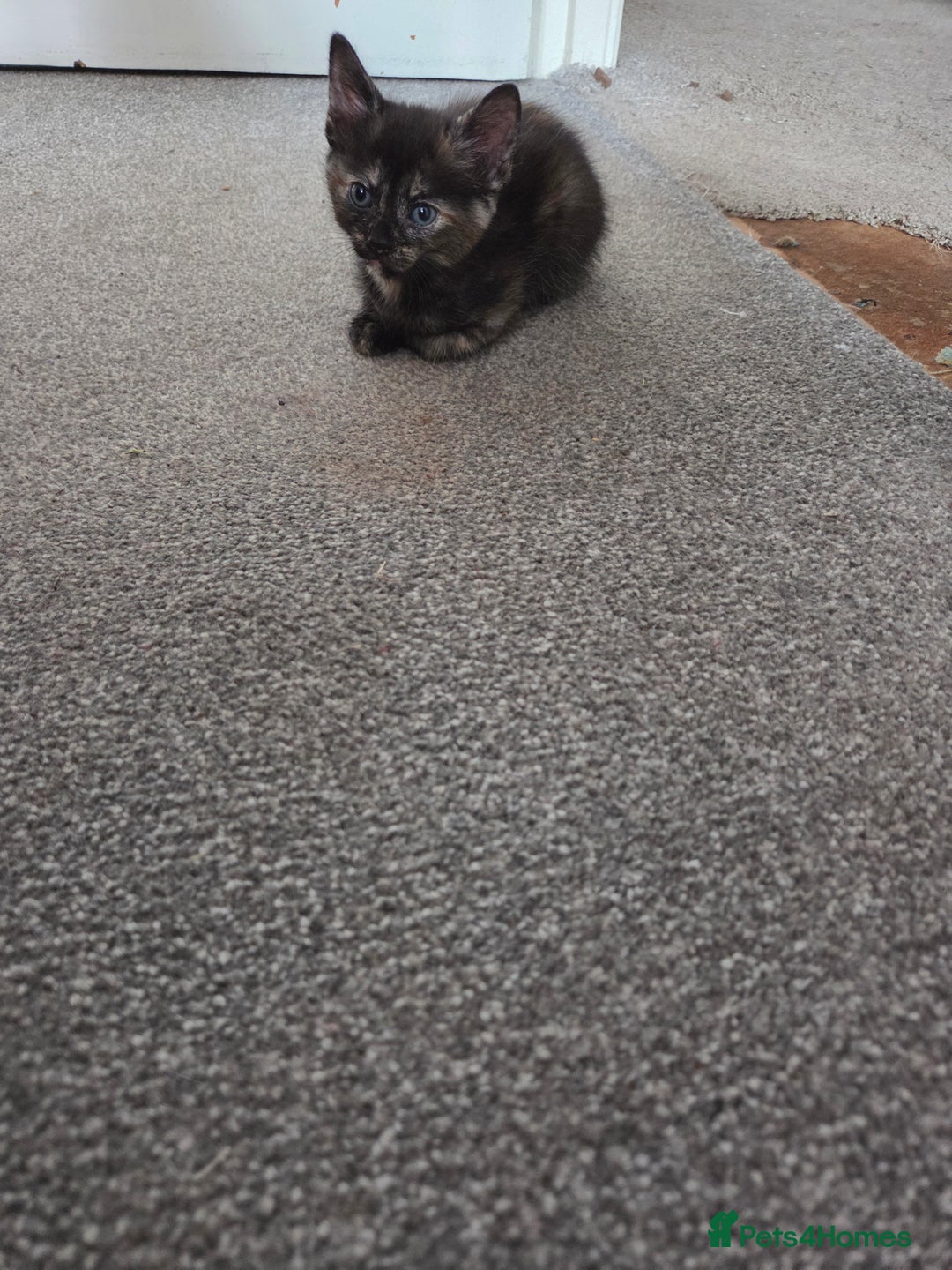Domestic Shorthair cats for sale: Beautiful kittens ready for home - Image 7