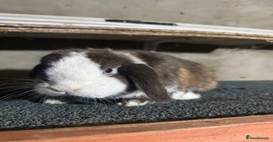 Mini Lop rabbits - Advert 12