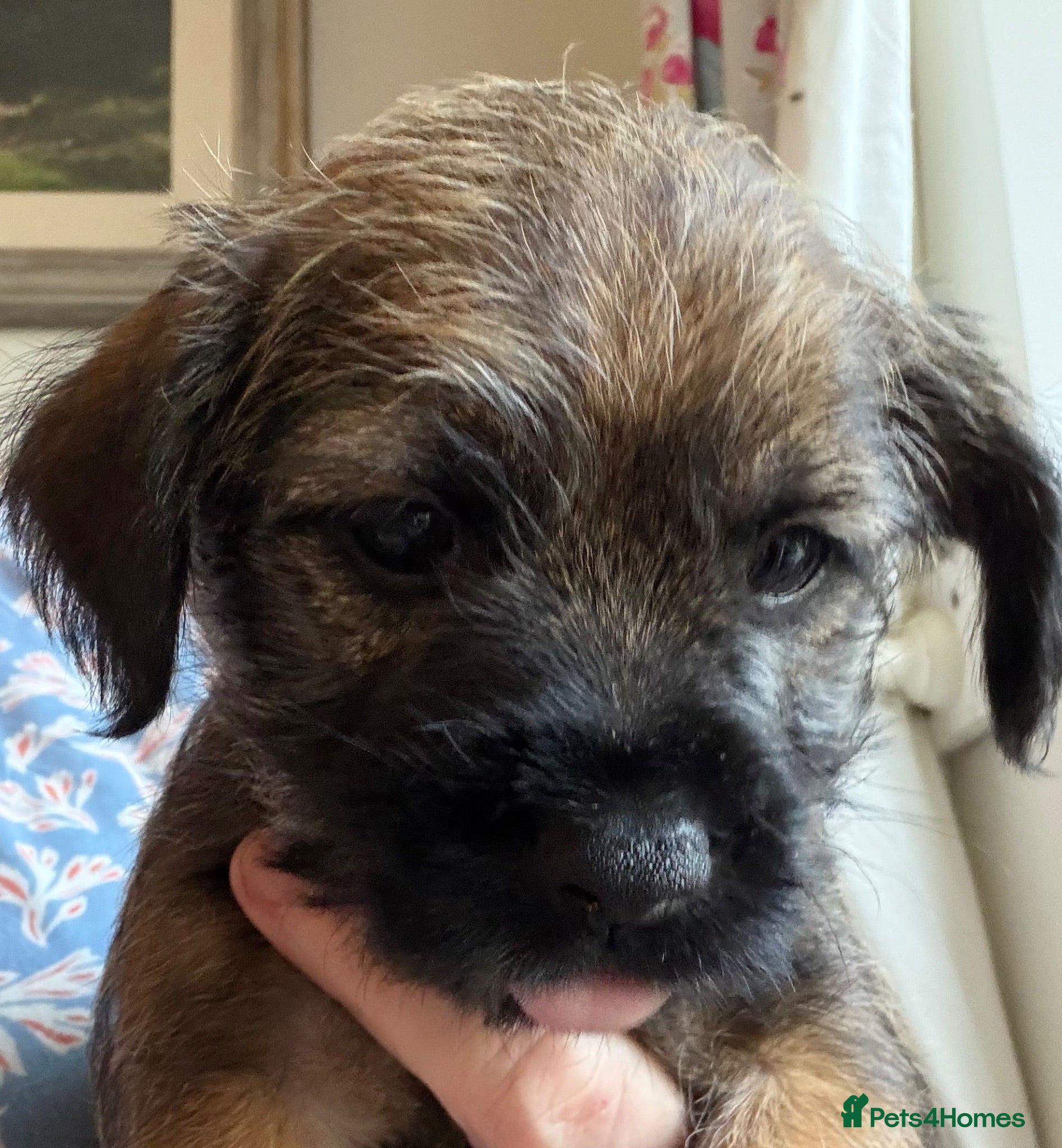 Border Terrier dogs Beautiful KC registered Border Terrier puppy. Boy - Advert 2