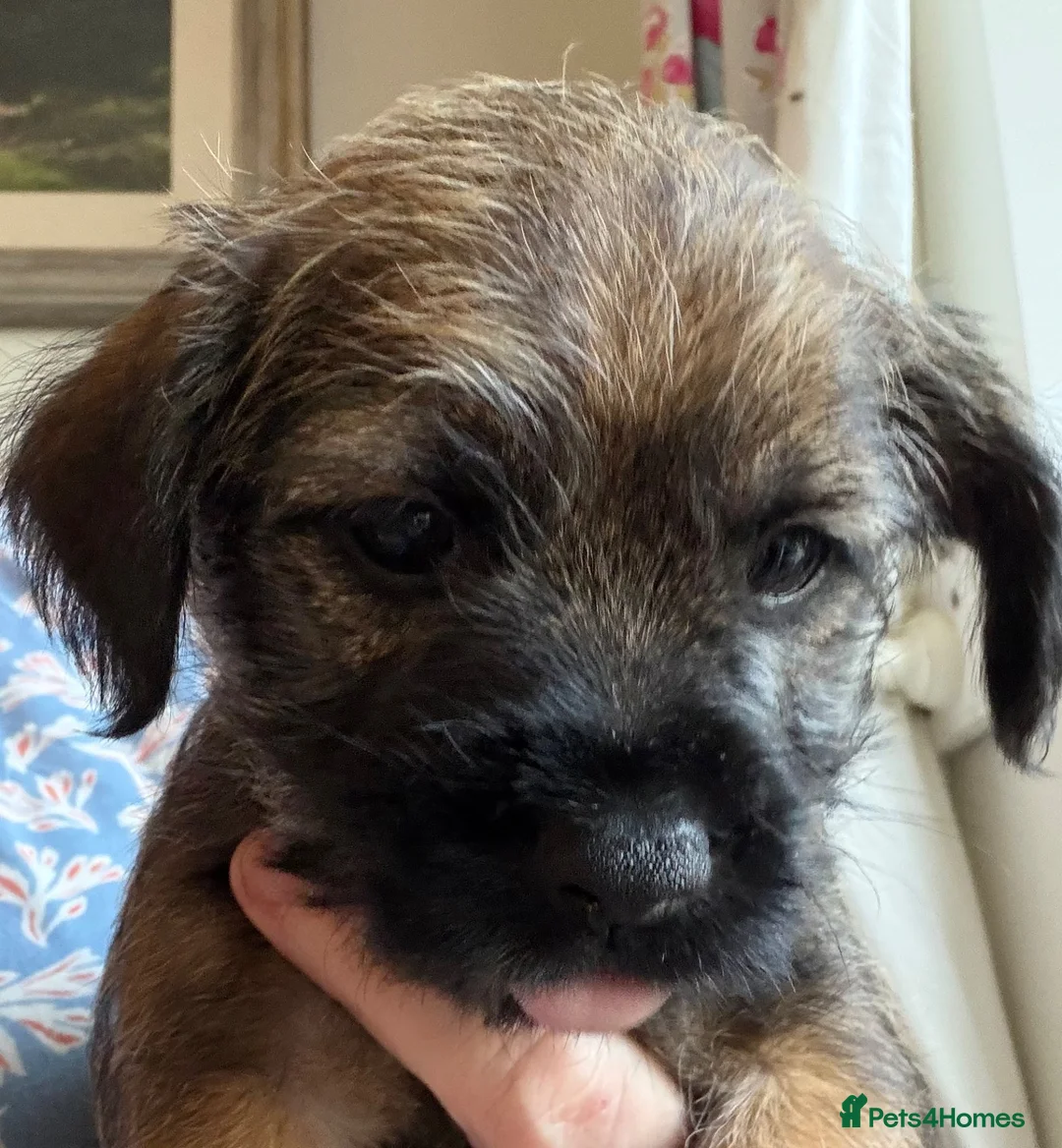 Border Terrier dogs for sale: Beautiful KC registered Border Terrier puppy. Boy - Advert 2