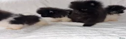 Pomeranian dogs for sale: Pomeranian puppy’s  - Advert 12