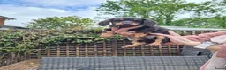 Miniature Dachshund dogs for sale: Miniature dachshund pups - Advert 3