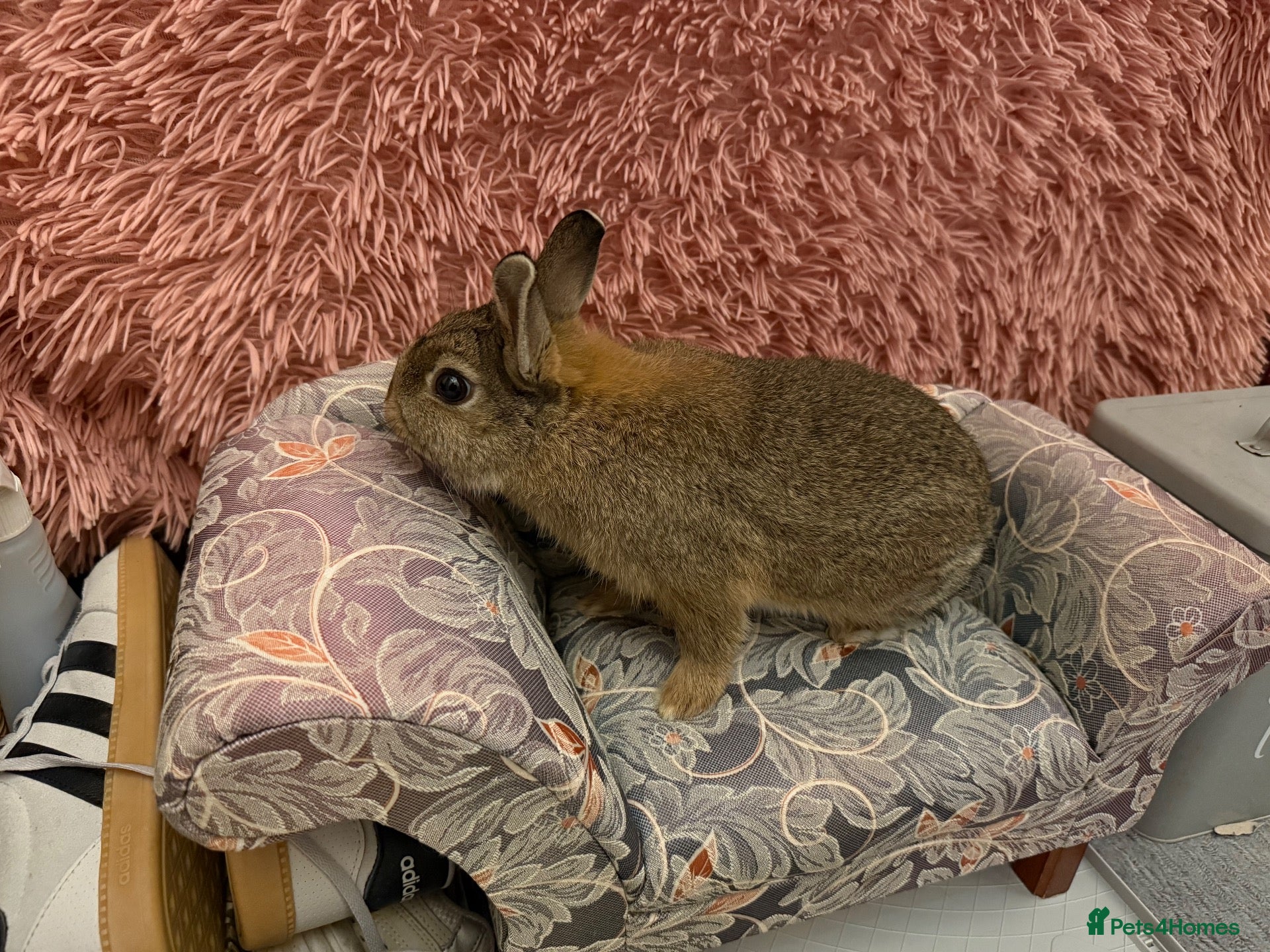 Netherland Dwarf rabbits Netherland boy rabbit for sale - Advert 1
