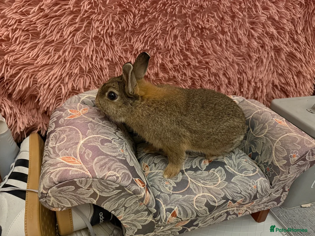 Netherland Dwarf rabbits for sale: Netherland boy rabbit for sale - Advert 1